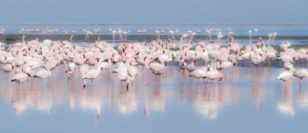 Namibia, Walvis Bay Group of greater flamingos